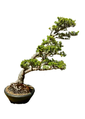 16 Common Bonsai Tree Species to Grow