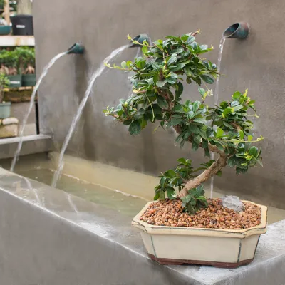 Live Moss Bonsai Tree – Moss Acres