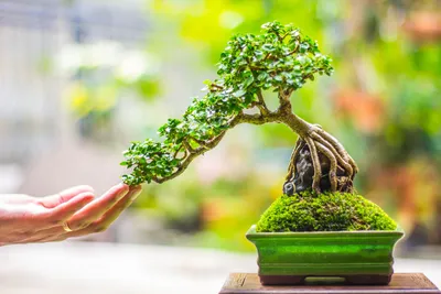 The Art of Growing Bonsai Trees
