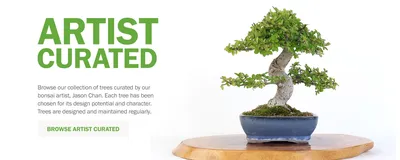 Bonsai tree hi-res stock photography and images - Alamy