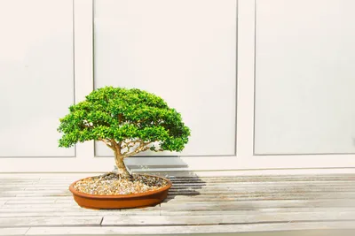 First Branch Bonsai
