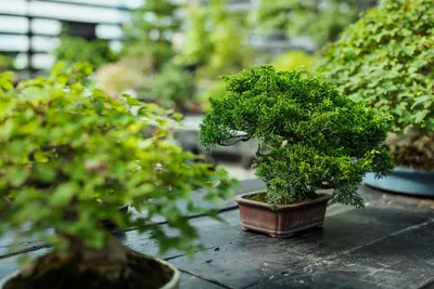 How Tall Will my Bonsai Tree Grow? - Learn how to control the size and –  Natureit