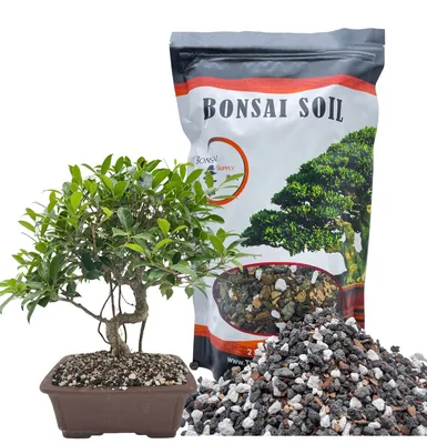 Oakland's Charming Bonsai Garden Is Free To Visit - Secret San Francisco