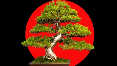 Baldcypress #1 Bonsai Tree – Bella Bonsai Nursery