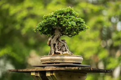Chinese Banyan - *Wigert's Specimen Tree* - Wigert's Bonsai