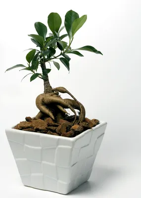 Бонсай из фикуса 🍃 • #vscoua #plantslover #ficus #ficusbonsai #bonsai # бонсай #фикус | Ficus, Plants, Bonsai