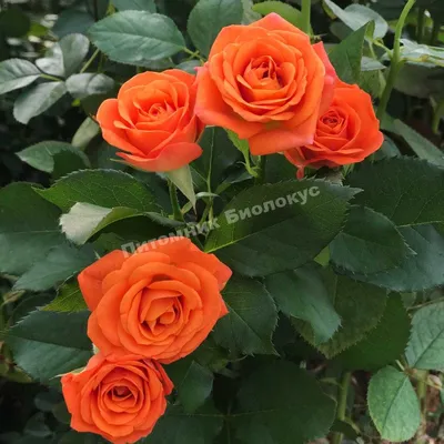 Бордюрная роза фото фотографии