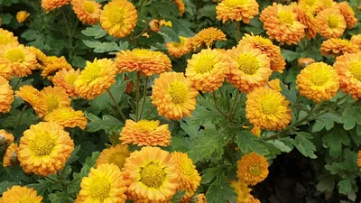 Хризантема садовая - Chrysanthemum. Хризантемы уход, выращивание. Фото  хризантем