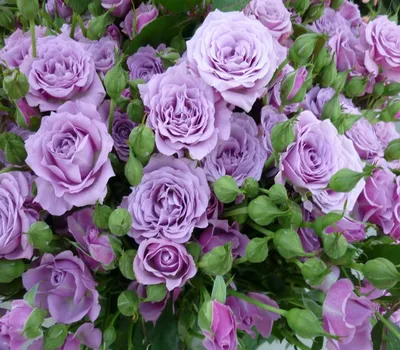 3 Бордюрные розы: красота и изысканность для Вашего сада | Советы  садоводам. | Дзен