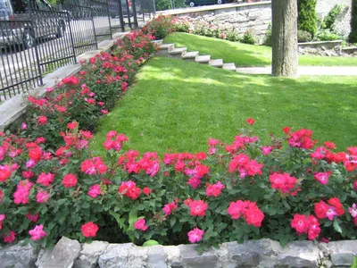 3 Бордюрные розы: красота и изысканность для Вашего сада | Советы  садоводам. | Дзен