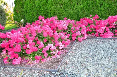 Сад роз непрерывного цветения. Флориум.юа» 2019