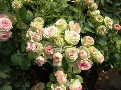 Роза бордюрная (розовая) - Купить по лучшей цене с доставкой по России и  Крыму