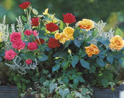 Роза бордюрная Кордуда (Cordula) - «Роза бордюрная Кордуда (Cordula) -  постоянное цветение и красота!» | отзывы