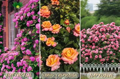 Роза Кардула | Чудеса Саду — Саженцы и удобрения