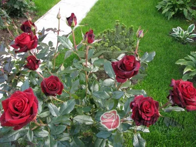 Розы в горшках — уход, горшечная роза, как вырастить розу в горшке |  Любимые цветы