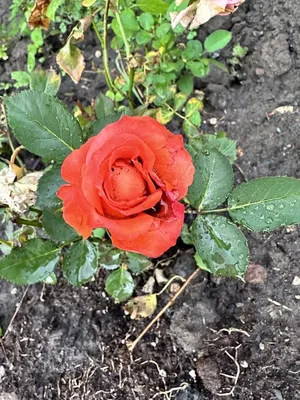 Купить миниатюрные, бордюрные розы Киев, Украина - питомник роз Лизгард