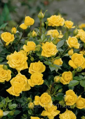 Бордюр из роз: подходящие сорта розы по цветам