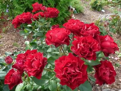 Саженцы розы бордюрной Ред Хард купить в Москве по цене от 630 до 2340 руб.  - питомник растений Элитный Сад