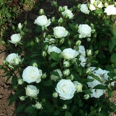 Купить саженцы Бордюрные (патио) розы в Украине недорого почтой | FLORIUM.UA