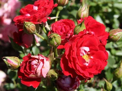 Бордюрные розы в ландшафтном дизайне - 69 фото