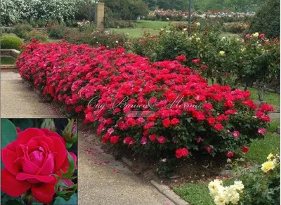 Топ-9 самых красивых бордюрных роз | В цветнике (Огород.ru)