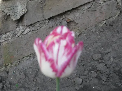 Тюльпан ботанический Микс (Tulipa Species Mix) - Тюльпаны Ботанические -  Тюльпаны - Луковичные - Каталог - Kamelia-gardens.ru