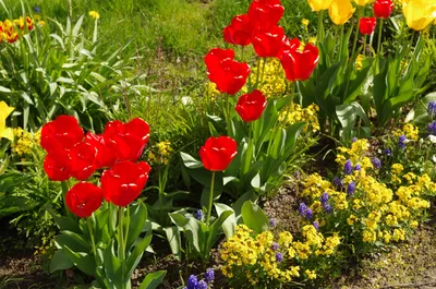 Желтые тюльпаны в саду (62 фото) - 62 фото