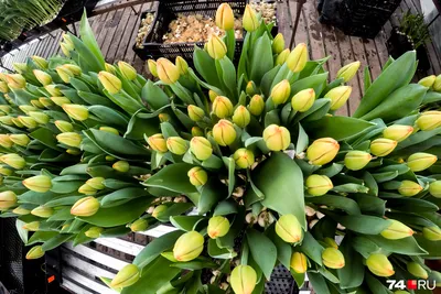 Виды и сорта тюльпанов - более 40 сортов с фото и описанием
