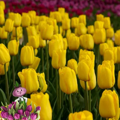 Тюльпан тарда (Tulipa tarda) - Тюльпаны Ботанические - Тюльпаны -  Луковичные - Каталог - Kamelia-gardens.ru