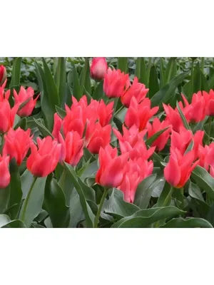 Тюльпаны низкорослые бордюрные - 64 фото