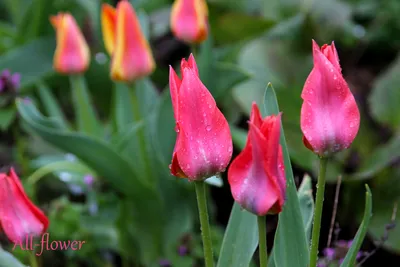 Тюльпаны бордюрные \"От заката до рассвета\" Английский сад микс купить  недорого в интернет-магазине товаров для сада Бауцентр