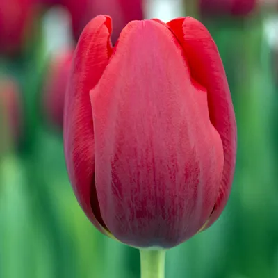 Тюльпан Квебек (Tulipa Quebec) - Тюльпаны Грейга - Тюльпаны - Луковичные -  Каталог - Kamelia-gardens.ru