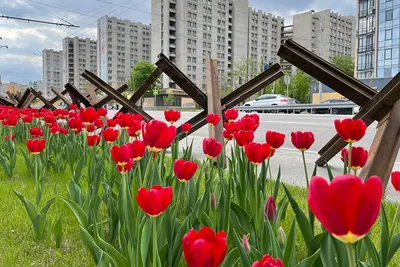 Тюльпан Red Baron фото и описание сорта 🌱 купить тюльпан Red Baron почтой  недорого в Рязани