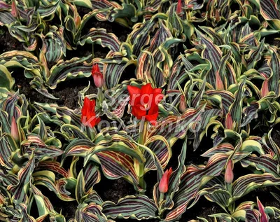 Тюльпаны бордюрные \"Тутти-фрутти\" Английский сад микс купить недорого в  интернет-магазине товаров для сада Бауцентр
