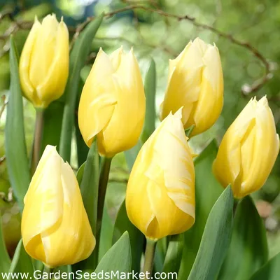 Бордюрные цветы: 12 лучших растений для оформления дорожек и клумб на вашем  участке - Дом Mail.ru