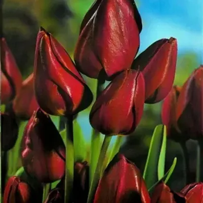 Тюльпан Саппоро (Tulipa Sapporo) - Тюльпаны Лилиецветные - Тюльпаны -  Луковичные - Каталог - Kamelia-gardens.ru