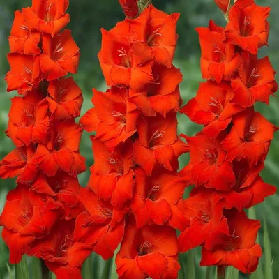 Гладиолусы красные - Гладиолусы из сада Терновой