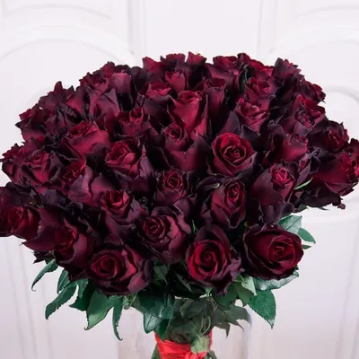 Букет 51 бордовая роза с крупным бутоном высота 60см (Explorer) купить с  доставкой в СПб