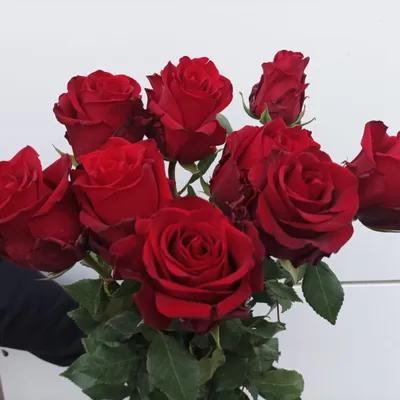 Букет из 25 бело-красных роз с доставкой в Новосибирске. Служба доставки  цветов и подарков - FLO365