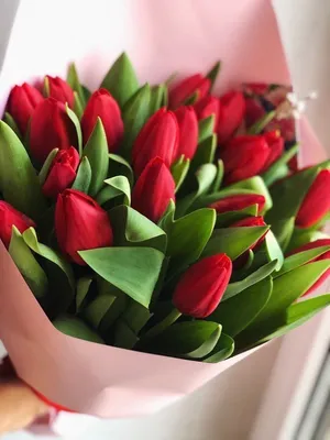 Красные тюльпаны 23 шт
