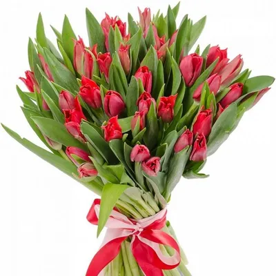 Белые и красные тюльпаны голландские в нежном оформлении (25 шт) №1561  купить в Саранске