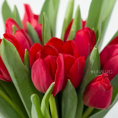 Букет из 25 тюльпанов «Красные тюльпаны в упаковке», артикул: 333012965, с  доставкой в город Москва (внутри МКАД)