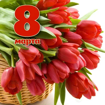 Бордовые тюльпаны букет (58 фото) »