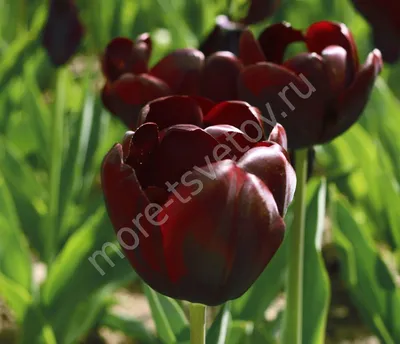 Компания Цветы Оптом, как приобрести цветы. Красные тюльпаны.