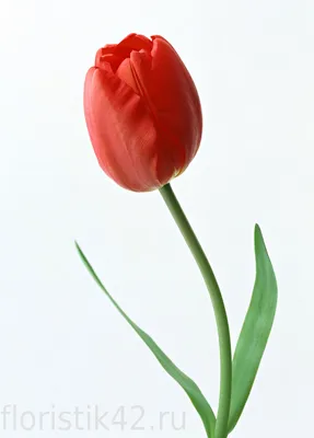 Красные Тюльпаны в крафте 25 шт - SunRose сеть цветочных баз