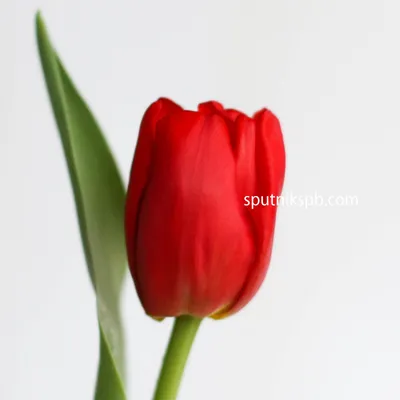 Картина Красные тюльпаны 50*60 см в интернет-магазине Ярмарка Мастеров по  цене 7200 ₽ – KDNYSRU | Картины, Чехов - доставка по России