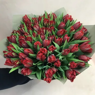 Бордовые тюльпаны в упаковке