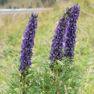 Аконит клобучковый,Борец ( Aconitum napellus) - «Ядовитый и красивый.  Аконит. Антология советского садоводства. » | отзывы