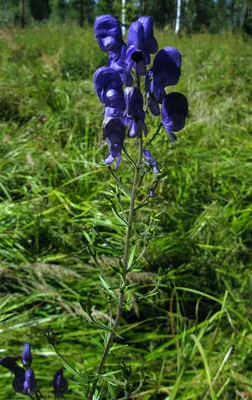 Борец (аконит, Aconitum) — желанный, синий и ядовитый в моём саду. | Сад в  город! | Дзен