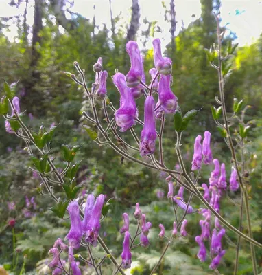 Борец (аконит, Aconitum) — желанный, синий и ядовитый в моём саду. | Сад в  город! | Дзен